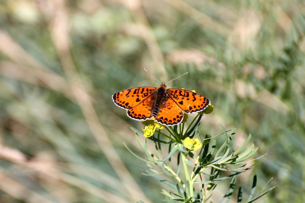 Melitaea didyma? - S